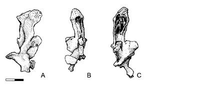 click to enlarge