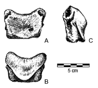 enlargement not available