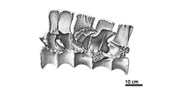 click to enlarge