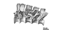 click to enlarge