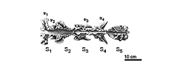 click to enlarge
