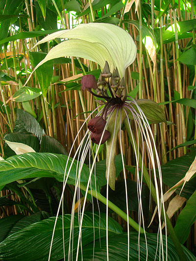 Click for larger image...