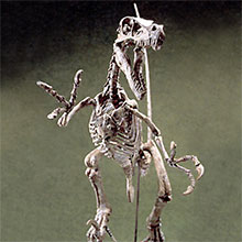 click for details...